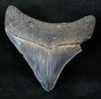 Posterior Megalodon Tooth - Sharp! #13971-1